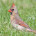 Northern Cardinal